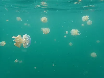 Swimming with non-venomous jellyfish in a jungle-surrounded lake near Togian Islands, Indonesia