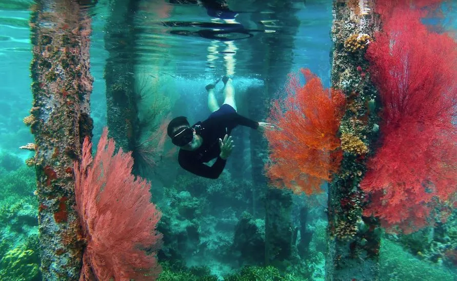 Snorkeling on healthy coral reefs at Li An Homestay, Pulau Papan, Togian Islands, Sulawesi, Indonesia